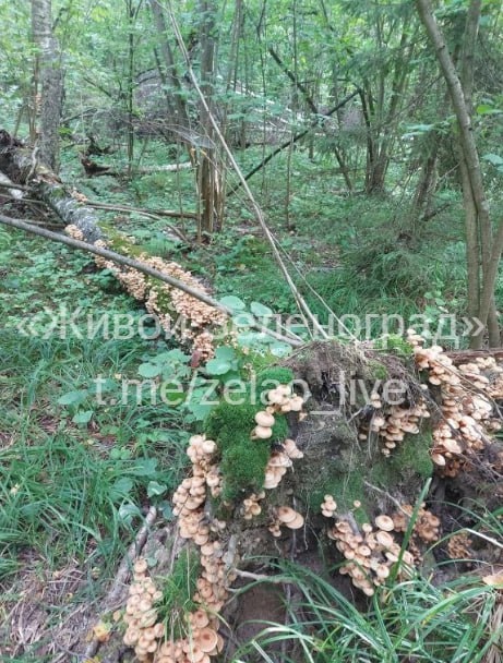 🍄Наш подписчик собрал много опят в Алабушево, Жилино и ВНИИПП. Грибов было очень много.  ТГК Живой..