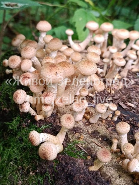 🍄Наш подписчик собрал много опят в Алабушево, Жилино и ВНИИПП. Грибов было очень много.  ТГК Живой..