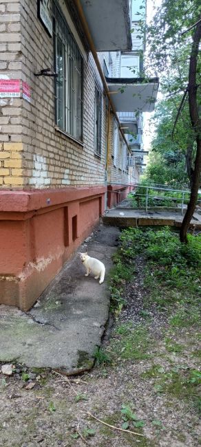 Может кто ищет, 8:20 была по адресу Октябрьская 22 к2 . Перешла дорогу в сторону..