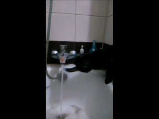 🐈 Сегодня по всему миру отмечается День кошек 
❤ В неофициальный красный день календаря люди отдают дань..