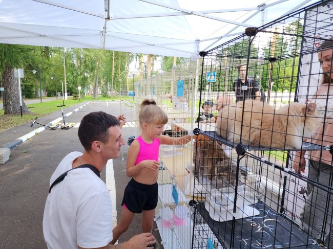 🐈️ Девять котиков обрели новый дом благодаря фестивалю «Рок в защиту животных», который прошел в..