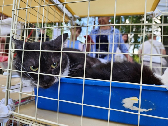 🐈️ Девять котиков обрели новый дом благодаря фестивалю «Рок в защиту животных», который прошел в..