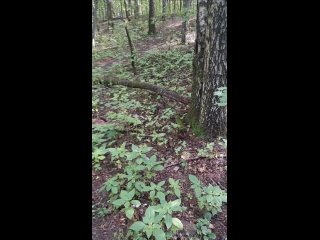 Чей кот?🐾
Замечен в лесу, от парка Пехорка на противоположной стороне реки (см.фото).
Если перейти через мост,..