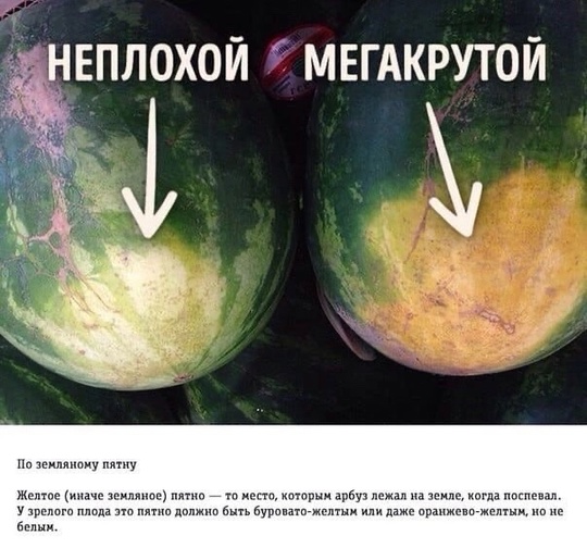 В Химках начался сезон арбузов 🍉  Напоминаем, как выбрать нормальный арбуз, а так же, где в Химках его..