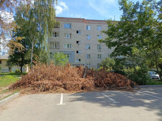 🙈По всему городу валяются уже высохшие порубочные остатки.
 "Если не вывозите, зачем..