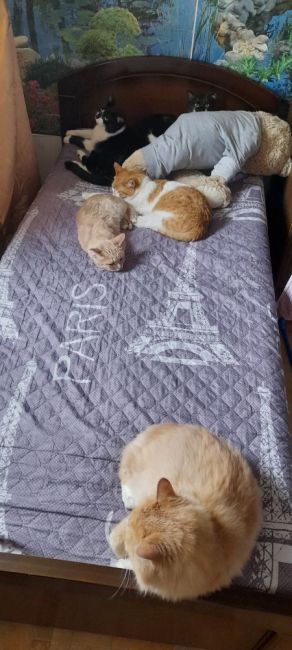 🐈 Сегодня по всему миру отмечается День кошек 
❤ В неофициальный красный день календаря люди отдают дань..