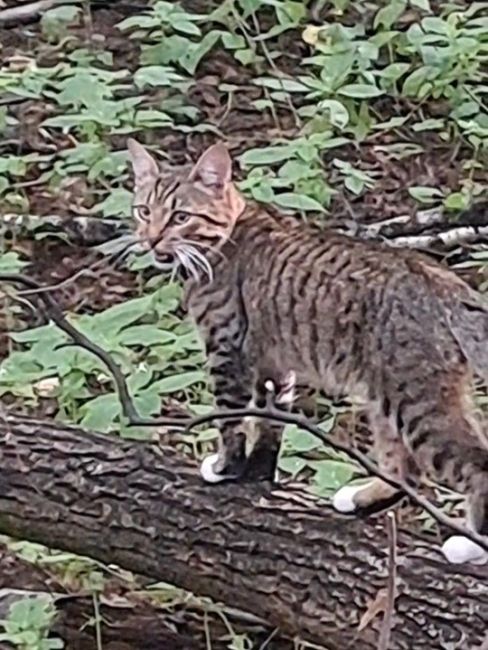 Чей кот?🐾
Замечен в лесу, от парка Пехорка на противоположной стороне реки (см.фото).
Если перейти через мост,..