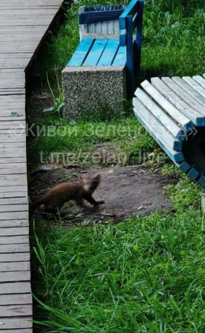 🦊На Быковом болоте заметили лесную куницу.  Благодарим подписчика за предоставленное фото!  ТГК Живой..