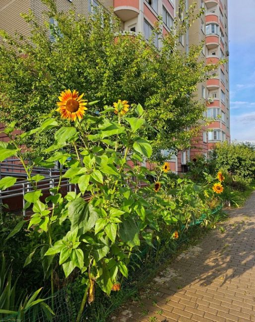 Спасибо тем, кто трудится и создаёт красоту в районе 💐🌼🌸 
📍Алексеевская..