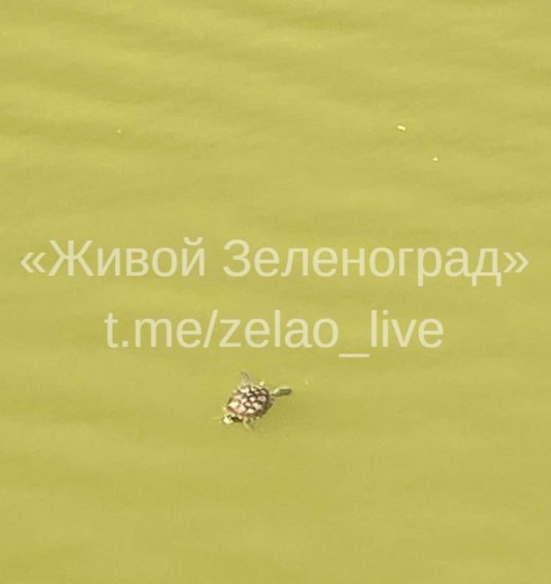 🐢Кто-то выпустил черепаху в Большой городской пруд. Животное плавает, барахтается.  ТГК Живой..