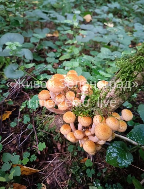 🍄Наш подписчик собрал много опят в Алабушево, Жилино и ВНИИПП. Грибов было очень много.  ТГК Живой..