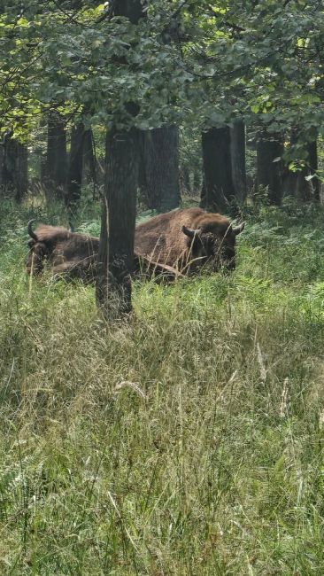 Прекрасное рядом ❤  Приокско-Террасный государственный природный биосферный заповедник.  📸 Наталья..