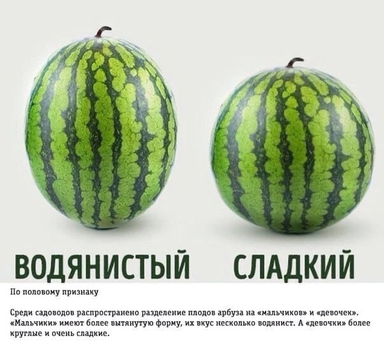 В Химках начался сезон арбузов 🍉  Напоминаем, как выбрать нормальный арбуз, а так же, где в Химках его..