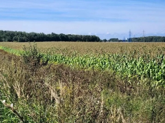 Причину появления гигантских «восьмерок» на полях с кукурузой выяснили под Ногинском.  Названа причина..