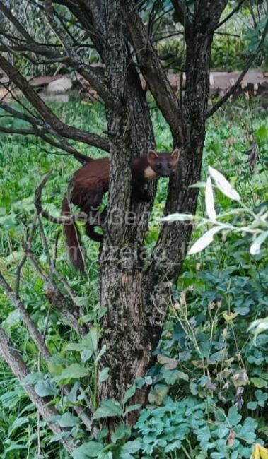 🦊На Быковом болоте заметили лесную куницу.  Благодарим подписчика за предоставленное фото!  ТГК Живой..