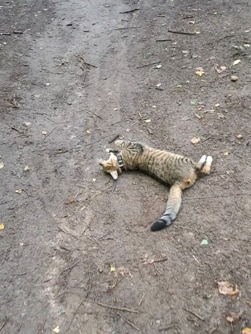 Чей кот?🐾
Замечен в лесу, от парка Пехорка на противоположной стороне реки (см.фото).
Если перейти через мост,..