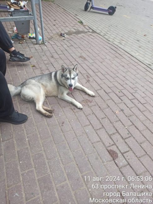 Доброго утра,чей Бабар? Кто потерял?Собакен приехал один на маршрутке вышел на Терешковой,познакомился с..