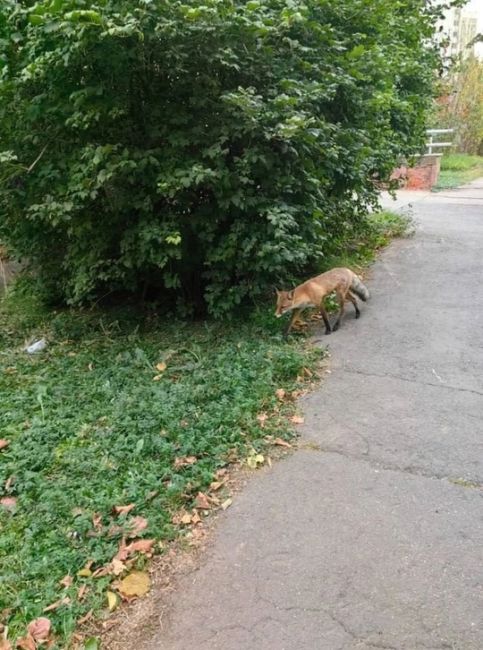 🦊 В Москве и Подмосковье специалисты раскладывают ароматные брикетики, в которых спрятана вакцина от..