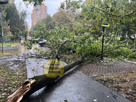 ❗️Только что на пересечении Кудрявцева и Ленинского упало большое дерево  Повезло, что никто не..