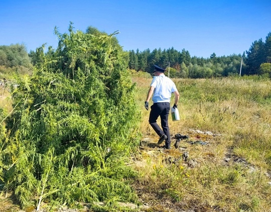 ⚡⚡⚡ Полтонны конопли уничтожили в Луховицах 
🌱 Сотрудникам луховицкого ОМВД удалось выявить очаг..