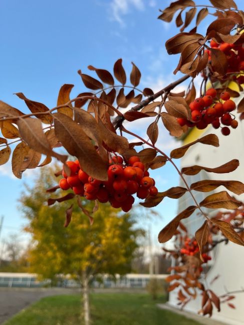 Золотая осень 🍁🍁🍁  Автор: Наталья..