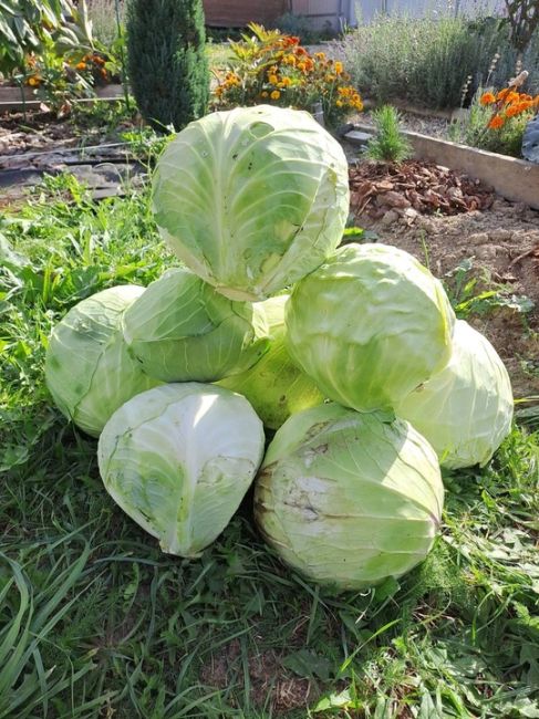 У ЧТО У ВАС НА ГРЯДКЕ? 🍉
Балашихинские дачники делятся своими трудами-плодами! Капуста, кабачки, кукуруза,..