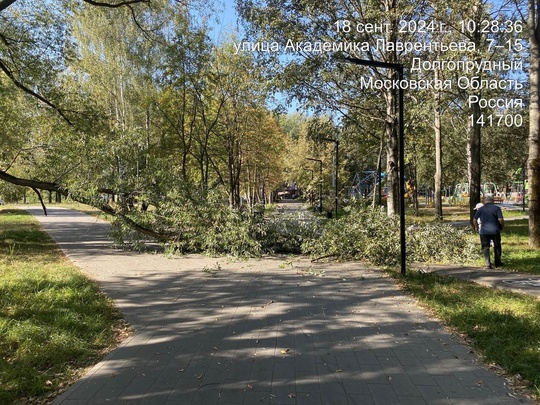 Только что в Центральном Парке с грохотом и скрежетом рухнуло дерево, перекрыв одну из пешеходных..