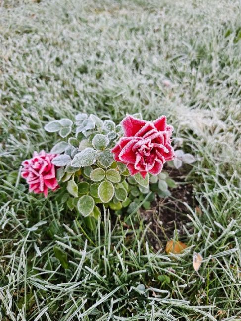 Сегодня Сергиево-Посадский район посетили первые..