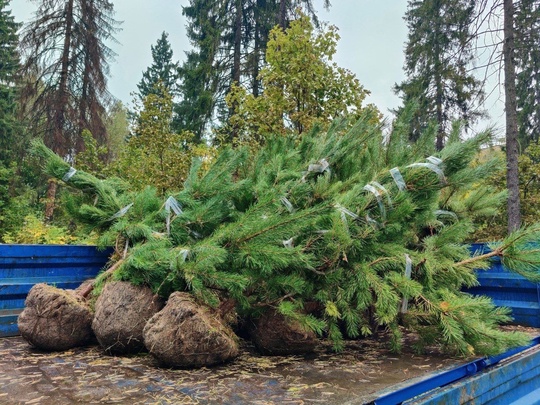 В Королёве стало на 650 деревьев больше  В рамках акции «День в лесу. Сохраним лес вместе» саженцы появились во..