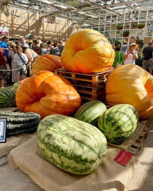 Выставка гигантского урожая в Аптекарском..