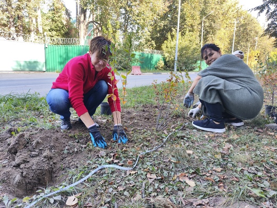 21.09.24. жители дома № 33 на улице Лихачевское шоссе провели очередной субботник по благоустройству двора, в..