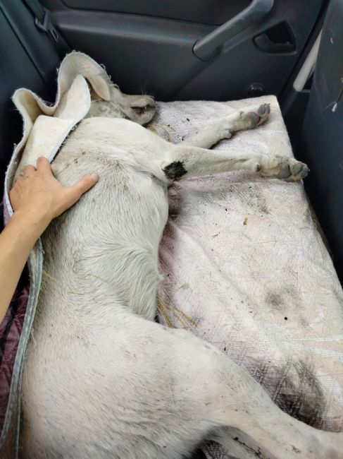 Обращаемся к водителям гаражей по дороге на "новое" кладбище и другим любителям собак. В этих гаражах живёт..