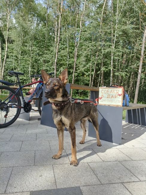 Электросталь и соседние города, две домашние собаки в дар:
- кобель- 1 год, коричневый, здоров, привит, к выгулу..