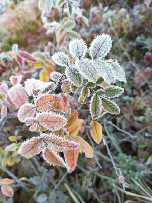 🍁🍂 Первые ночные заморозки ожидаются в выходные  В выходные дни в столичный регион начнет проникать..