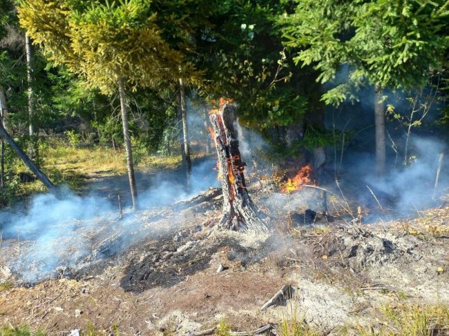 ✅ Установлены виновные в лесном пожаре в 1 км от посёлка Зелёный Богородского округа.
Возгорание во время..