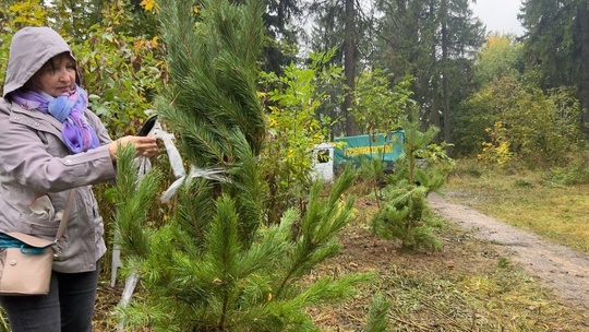 В Королёве стало на 650 деревьев больше  В рамках акции «День в лесу. Сохраним лес вместе» саженцы появились во..