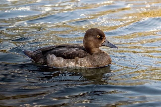 🦆В Павшинской пойме жители запечатлели хохлатую..