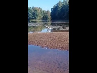 🦩В городе Тверь, в Куженкино, на берегу реки Шлинке, наш дорогой подписчик обнаружил фламинго.  Интересно,..