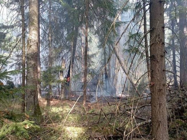 Пожарные 7 часов боролись с лесным пожаром в Подмосковье  В Павловском Посаде пожарные боролись с лесным..