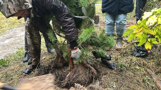 В Королёве стало на 650 деревьев больше  В рамках акции «День в лесу. Сохраним лес вместе» саженцы появились во..