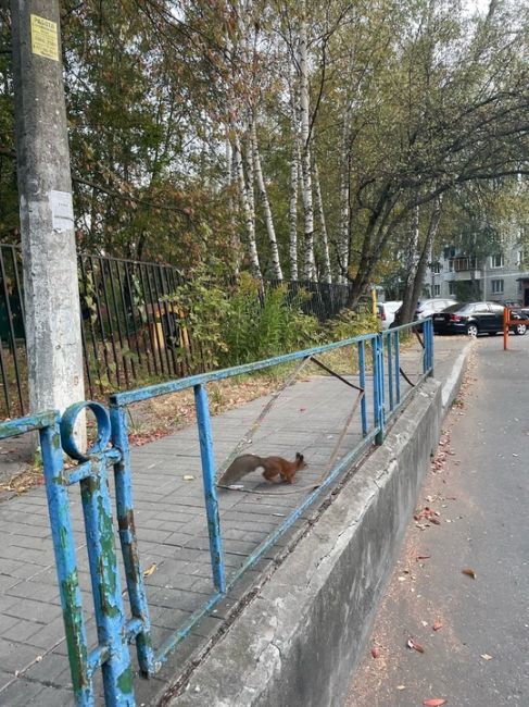 Как же здорово, когда по городу вот так просто бегают белки..