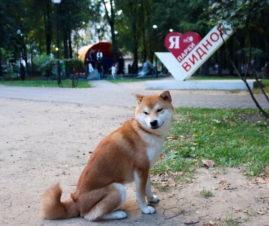 Наш видновчанин..