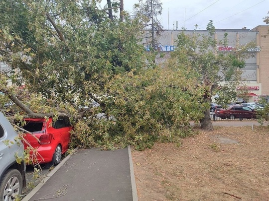 Очень ветренная погода в Раменском.
Дерево упало на улице Коминтерна..