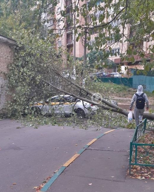 Порывы ветра сегодня приличные: на улице Маковского дерево упало на..