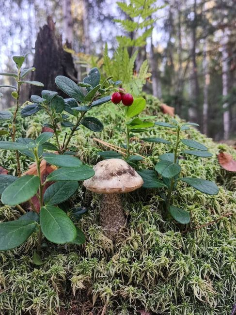 Неделя будет прекрасной, если выходные прошли не зря.😉
Леса под Ногинском радуют клюквой и..