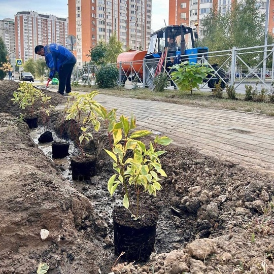 🌳Деревья и кустарники высадили в сквере возле школы №10 в Видном  Теперь там будут расти 25 кустов спиреи..