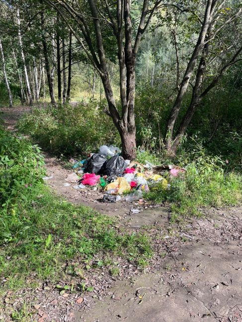 Видновский лесопарк, рядом с домами ул Завидная 
Любители шашлычного отдыха развели свалку..