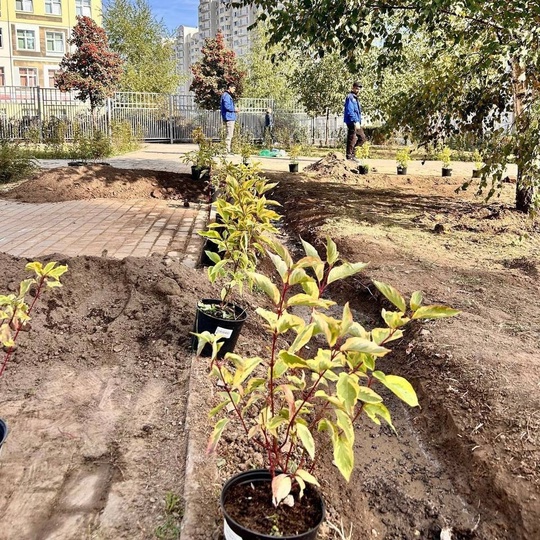 🌳Деревья и кустарники высадили в сквере возле школы №10 в Видном  Теперь там будут расти 25 кустов спиреи..