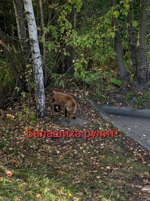 БЕДНЫЙ ЛИСЁНОК 🥺
Дарья Котлярова:
На Леоновском шоссе замечен лисенок.
Вот только у него (у неё) нет половины..