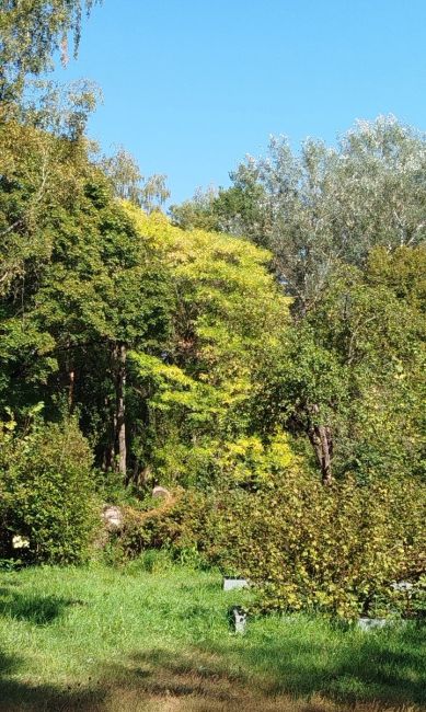 Доброго вечера, друзья!
Сентябрь радует красками и урожаем.  Фото Марины..